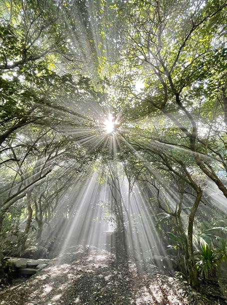 El Sol Monteverde